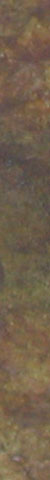 black ochre 2